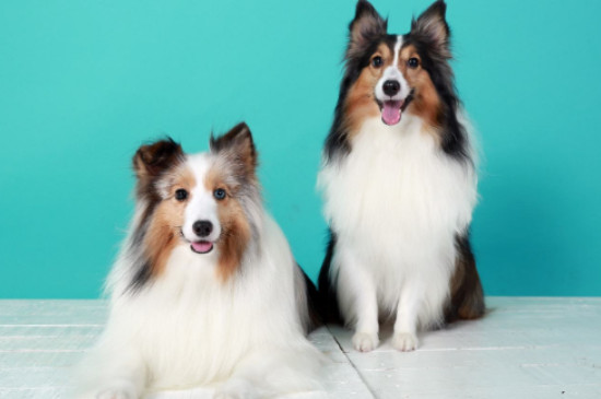 喜乐蒂牧羊犬怎么训练奔跑