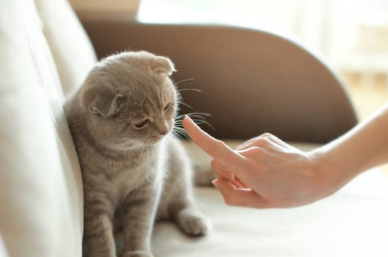 猫咪太活泼了怎么调教