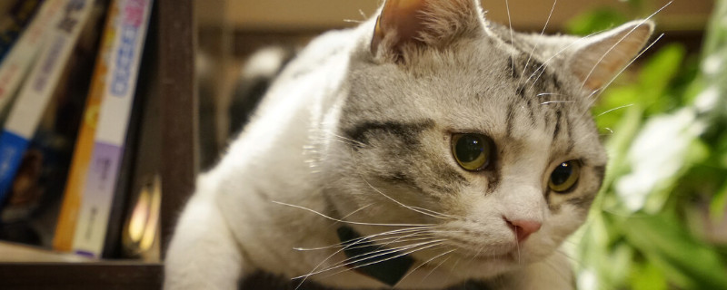小猫放后备箱有空气吗