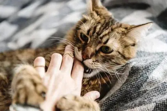 小猫不让摸一直咬手怎么办