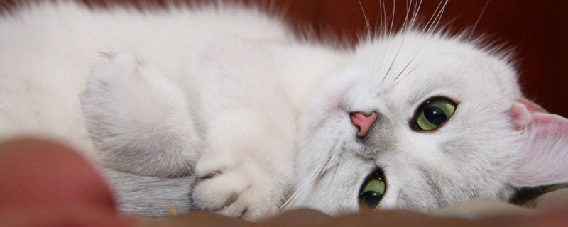 猫的道歉方式