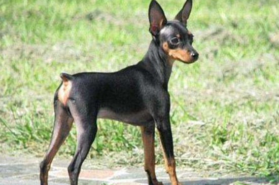 鹿犬怎么训练大小便