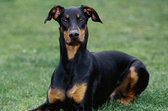 德国牧羊犬能活多少岁