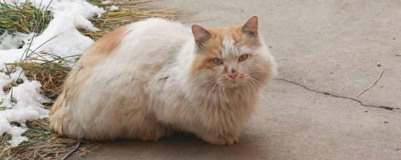 猫丢了怎样把猫引出来
