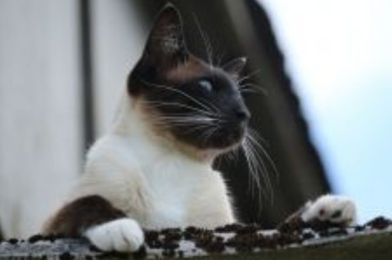 猫咪可以吃猕猴桃吗
