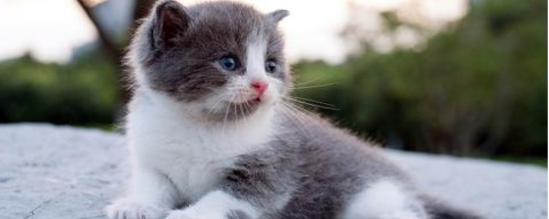 英国短毛猫怎么才能长的胖一些?