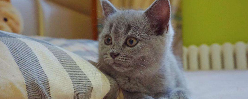 新手适合养蓝白还是蓝猫