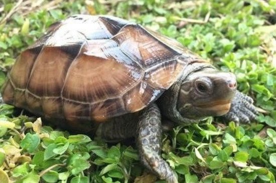 乌龟不爱吃食的原因