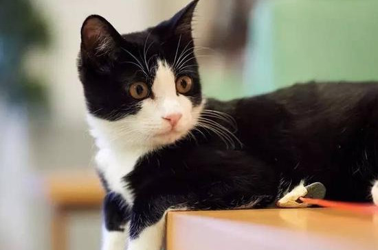 奶牛猫的性格特点
