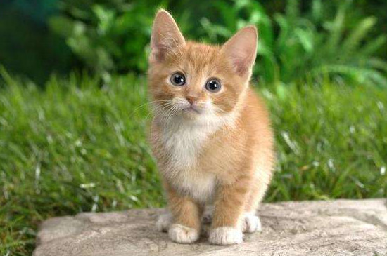 猫快生产的时候有什么表现