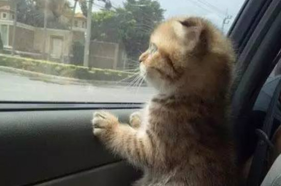 猫会晕车吗 什么症状