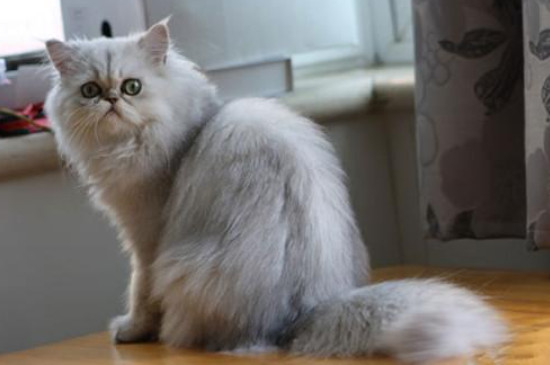 金吉拉猫为什么不会上高处?