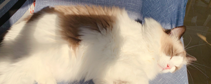 猫咪夏天怎么降温