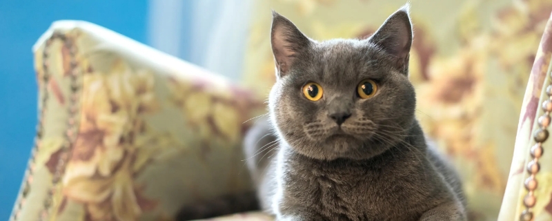 蓝猫身上有暗纹是怎么回事