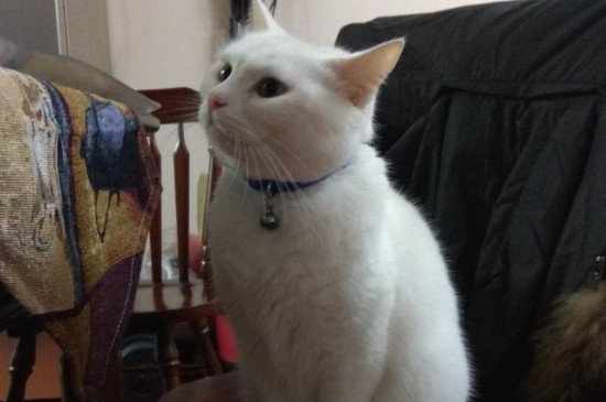 小猫崽20多天起癣怎么办