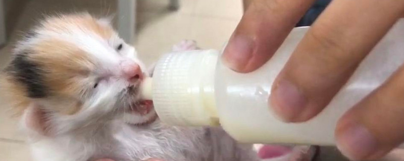 猫咪不喝羊奶粉怎么回事