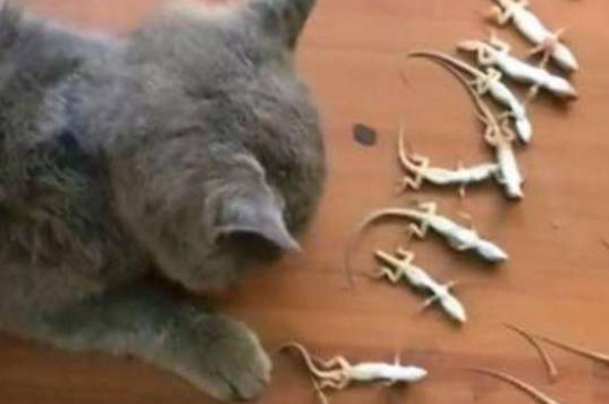 猫吃壁虎会有危害吗