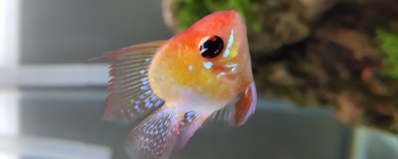 加了黄粉不换水可以吗