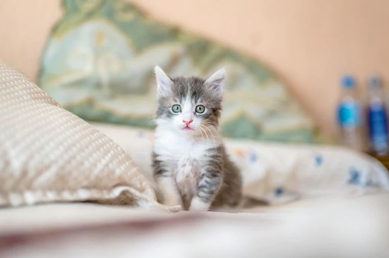 没断奶的小猫怎么养活