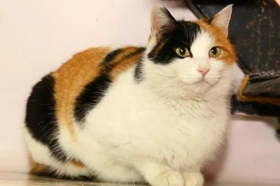 猫讨厌什么气味赶走猫