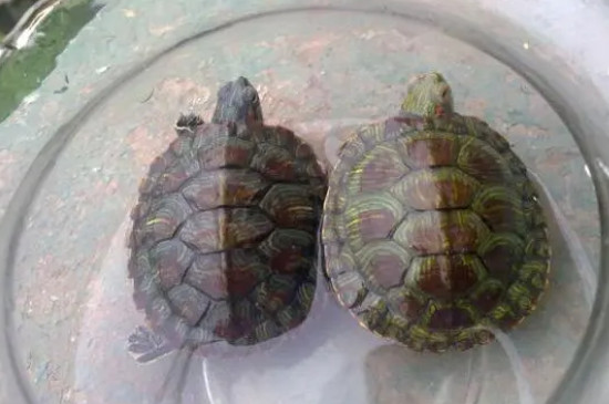 两只乌龟一起养会打架吗