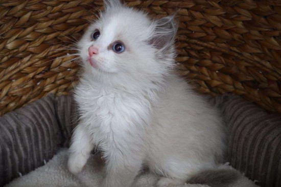 猫咪不吃化毛膏怎么办?