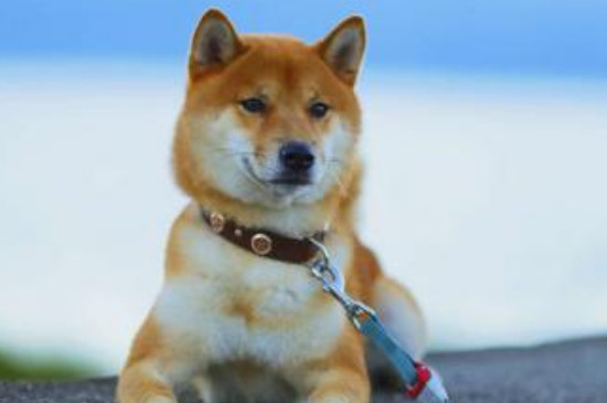 秋田犬怎么看年龄