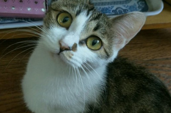 猫吃米饭会有什么影响吗