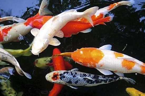 锦鲤黑斑病加盐有效吗