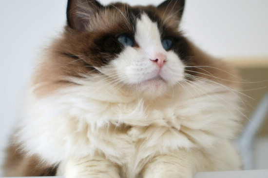 猫咪晚上不睡觉一直很兴奋怎么办?