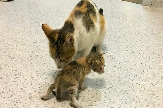 野猫会咬死别的小猫崽吗