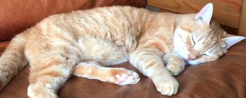 猫咪站不起来全身瘫软怎么办