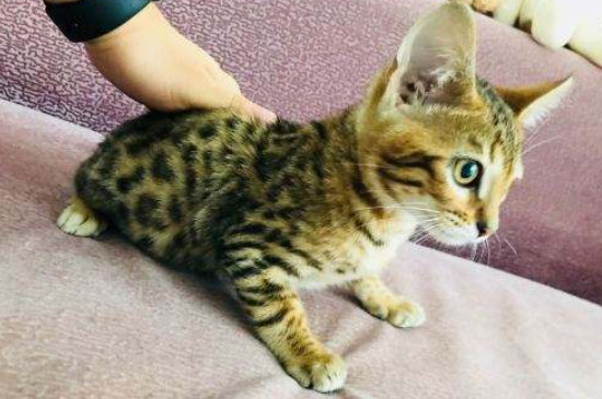 奥西猫和孟加拉豹猫区别