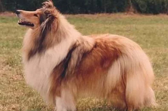 苏牧犬怎么修毛