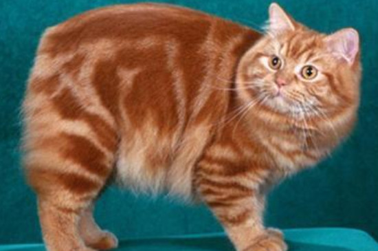 挪威森林猫掉毛厉害吗