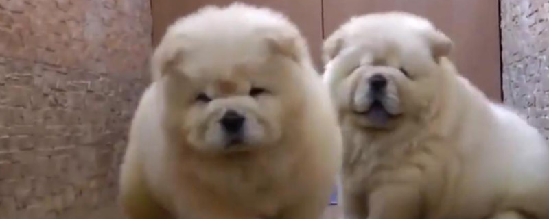 松狮的性格优点和缺点