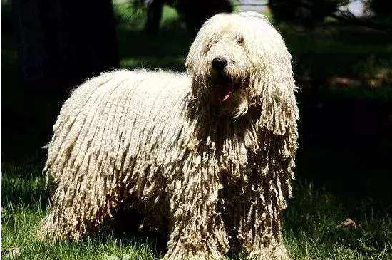 可蒙犬为什么禁养