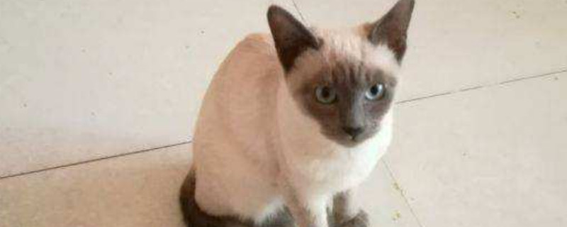 猫咪可以吃猕猴桃吗