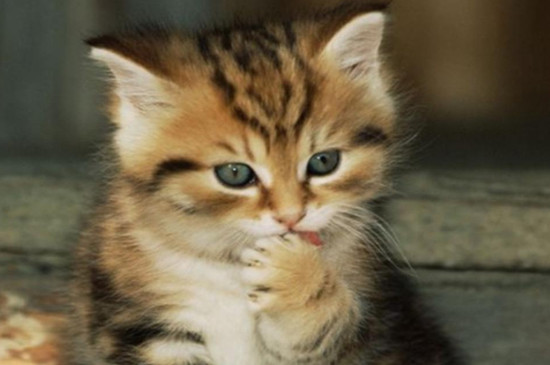 猫咪喜欢和主人一起睡代表什么
