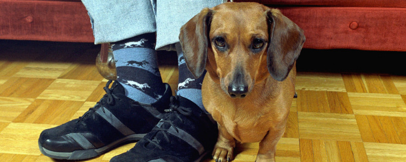 腊肠犬能吃玉米吗