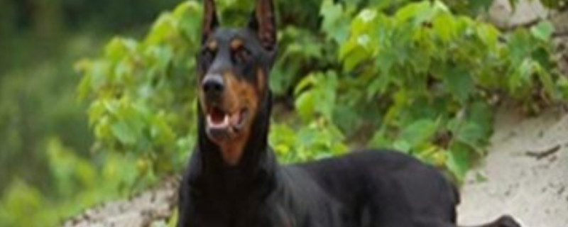 杜宾犬可以家养吗
