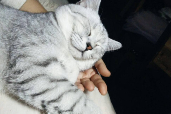 猫内脏摔伤有什么症状