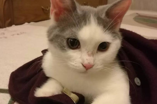 出生5天的小猫怎样看公母