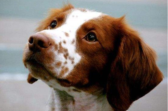 不列塔尼猎犬吃什么好