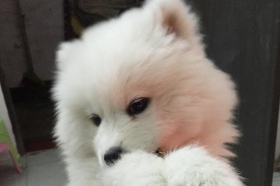 幼犬得犬窝咳会死吗