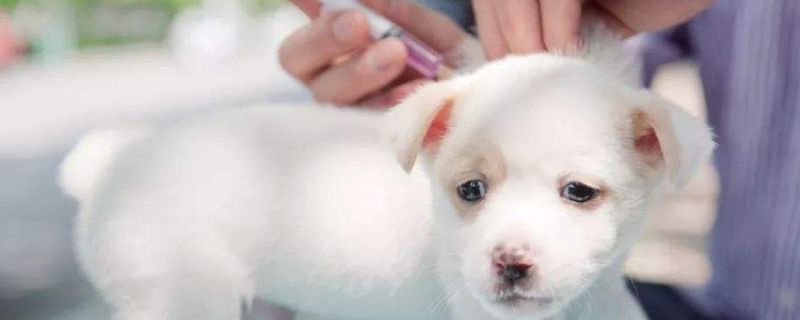 狗狗打疫苗有什么用