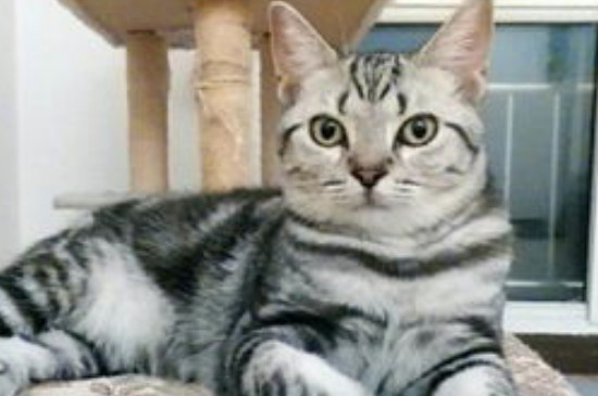 小猫放后备箱有空气吗