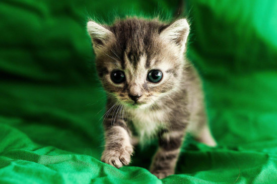 家猫和野猫的外表区别