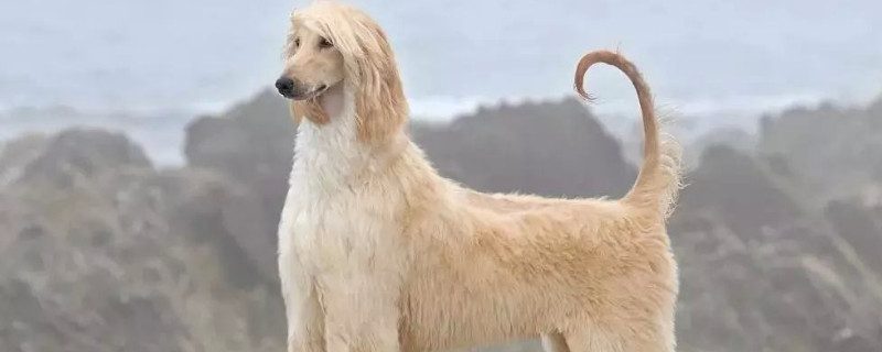 阿富汗猎犬怎么训练