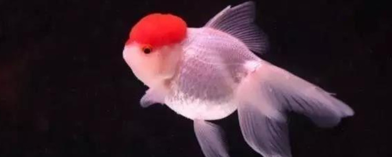 金鱼缺氧怎么办